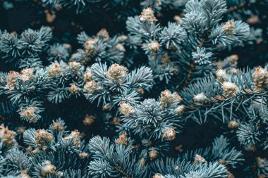Green branches of a pine tree close-up, short needles of a coniferous tree green background, texture of needles of a Christmas tree. Blue spruce, fir tree brunch texture. High quality photo.