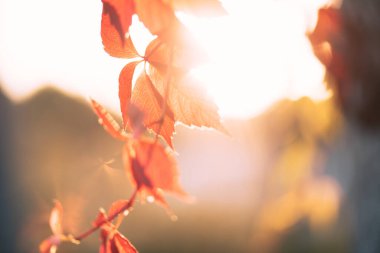 Kırmızı ve turuncu sonbahar yaprakları arka planda. Açık havada. Düşen sonbahar yapraklarının renkli arkaplan resmi mevsimsel kullanım için mükemmel.