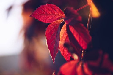 Kırmızı ve turuncu sonbahar yaprakları arka planda. Açık havada. Düşen sonbahar yapraklarının renkli arkaplan resmi mevsimsel kullanım için mükemmel.
