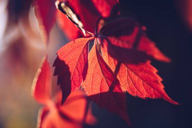 Kırmızı ve turuncu sonbahar yaprakları arka planda. Açık havada. Düşen sonbahar yapraklarının renkli arkaplan resmi mevsimsel kullanım için mükemmel.