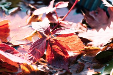 Kırmızı ve turuncu sonbahar yaprakları arka planda. Düşen sonbahar yapraklarının renkli arkaplan resmi mevsimsel kullanım için mükemmel.