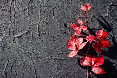 Kırmızı ve turuncu sonbahar yaprakları arka planda. Düşen sonbahar yapraklarının renkli arkaplan resmi mevsimsel kullanım için mükemmel. Üst görünüm.