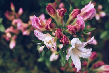 Beautiful flowers background with space for your text. Rhododendron subgenus Hymenanthes. Azalia Rhododendron Sunte Nectarine. High quality photo.