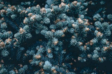 Green branches of a pine tree close-up, short needles of a coniferous tree green background, texture of needles of a Christmas tree. Blue spruce, fir tree brunch texture. High quality photo.
