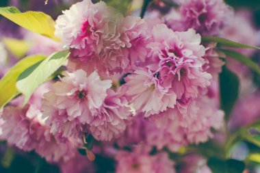 Selective focus of beautiful branches of pink Cherry blossoms on the tree under blue sky. Beautiful Sakura flowers during spring season in the park. Flora pattern texture. Nature floral background. 