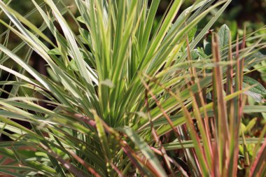 Beyaz çizgili keskin yeşil yapraklar.