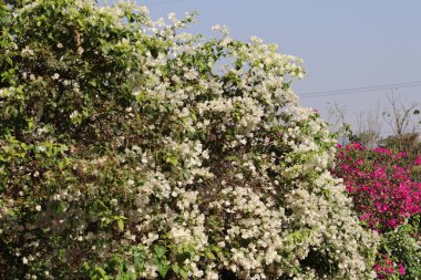 Beyaz ve pembe begonviller ağaçta çiçek açıyor.