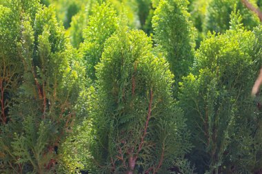 Yeşil dotcom oryantal thuja bitkisi yeşil thuja arka planı