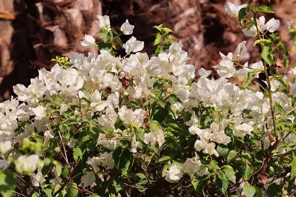 Beyaz Dekorasyon Bougainvillea Çiçek Duvar Kağıdı