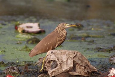 American bittern Heron Bird Standing In The Water And There Is Garbage Around clipart