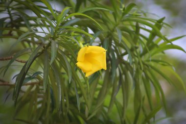 Peruviana Yapraklarındaki Sarı Çiçek