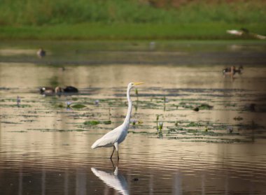 Gölde yürüyen büyük balıkçıl kuşu