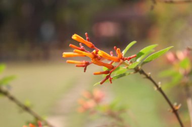 Beautiful Firebush Closeup With Blur Background clipart