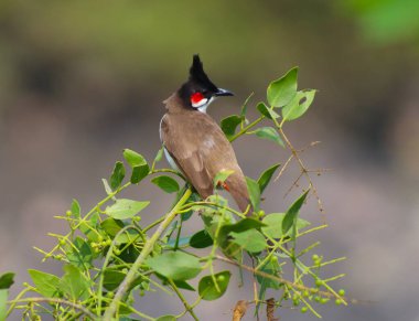 Güzel Kırmızı Bıyıklı Bulbul Kuşu Ağaçta oturuyor