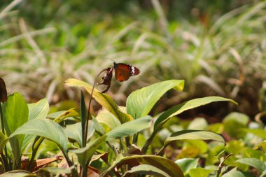 Kelebek yeşil çimlerin üzerinde oturuyor.