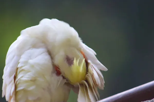 stock image Beautiful cute small corella bird itching feather with closeup