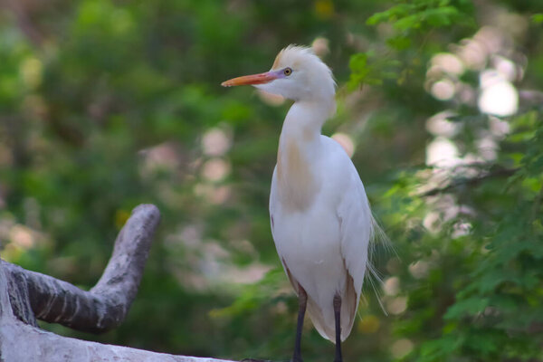 Egret white bird standing on the tree