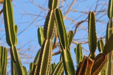 Cereus jamacaru kaktüs bitkisi açık mavi gökyüzü