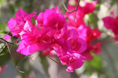 Pembe bougainvillea çiçek makrosu Kapalı duvar kağıdı