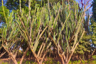 Euphorbia bahçede büyük bir bitki grubu oluşturuyor.