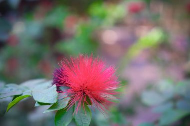 Red calliandra harrisii flower beautiful closeup with green leaves and blur plant background clipart