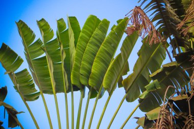 Muz Ağacı Yaprakları mavi gökyüzünde