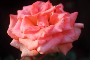 Güzel bahçe gülü çiçeği. Siyah arka planda yakın plan.