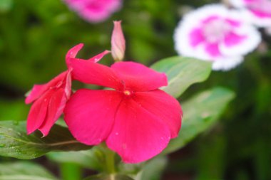 Madagaskar Periwinkle Yeşil Yapraklar 'da Kırmızı Çiçek Kapanışı