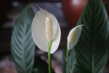 Spatphyllum wallisii bitkisi büyük yeşil yapraklı ve bulanık arkaplanlı.