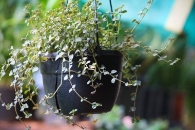 Dischidia, saksıda ve bitkide uzun süre kaldı. Yakın plan.