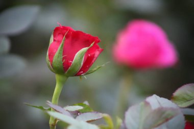 Yeşil bitki arka planında damlacıkları olan Harika Kırmızı Çiçek