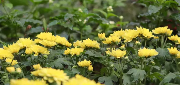 Yellow Chrysanthemum Flower Landscape With Leaves On The Green Background
