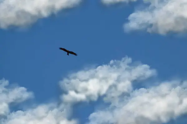 Blue Sky With Clouds Background And Bird Flying On The Sky