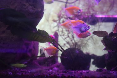 Akvaryumdaki küçük balıklar