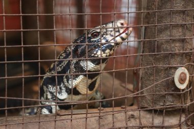Black and white tegu lizard closeup face in the cage clipart