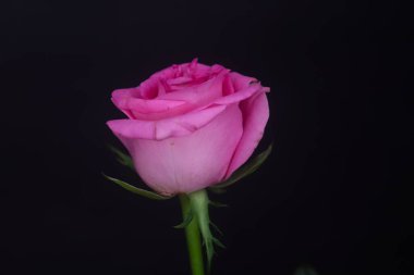 Pembe Güzel Çiçek Karanlık Arkaplanda