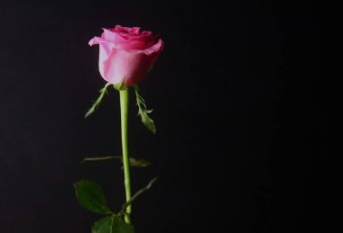 Koyu Arkaplanda Tek Pembe Gül Çiçeği