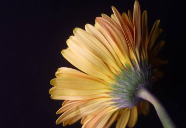 Transvaal Papatya Sarı Çiçeği Karanlık Arkaplanda