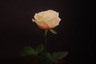 Karanlık Arkaplanda Yaprakları Olan Güzel Beyaz Gül