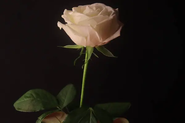 stock image White Rose Flower Blooming In The Black Background