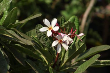 Beyaz ve Pembe Frangipani Yapraklarda Çiçekler