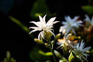Siyah Arkaplan ile Beyaz Mogra Çiçekleri