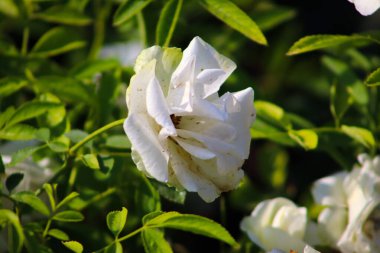 Beyaz Gül Çiçeği Yapraklarda Çiçek açıyor