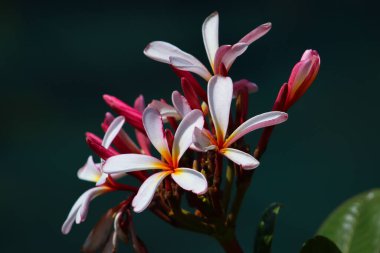 Güzel Cüce Singapur Plumeria Açık Pembe Çiçek Kapanışı