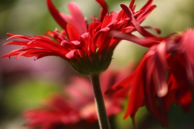 Closeup Of Red Daisy Flower With Beautiful Color clipart