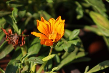 Mexican Sunflower Closeup With Green Leaves clipart