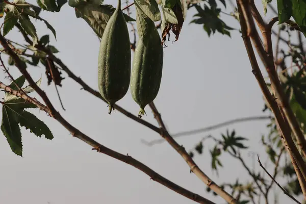 stock image Sponge Gourd Vegetables Hanging On The Tree Branch