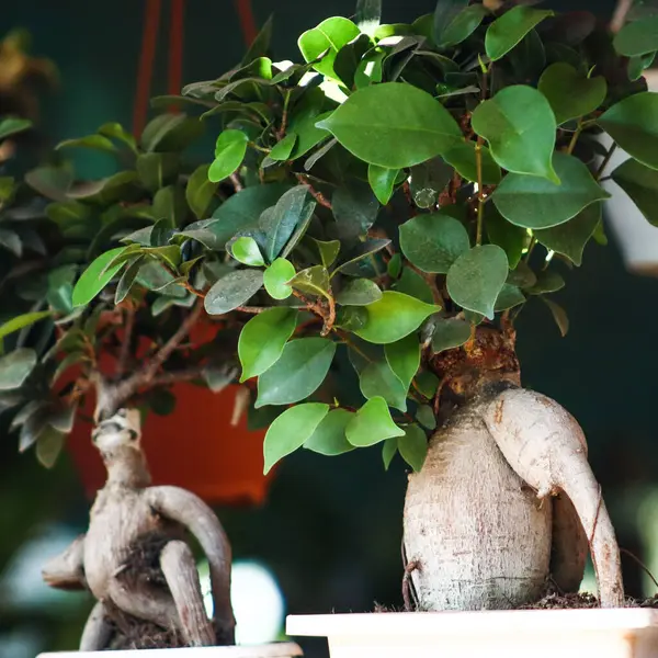 Güzel Yeşil Yapraklar Ficus Bonsai Saksıda Bitki Var