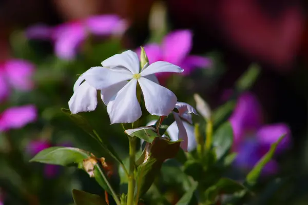 stock image Catharanthus roseus White Beautiful Flowers With Blur Flower Background