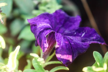 Güzel koyu mavi petunya çiçeği